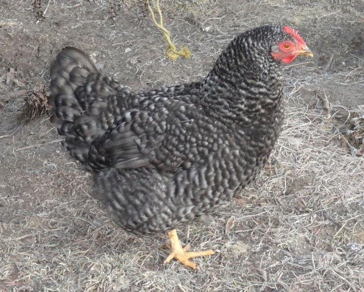Een Kijkje op de Belovende Chicken Road Casino in Nederland